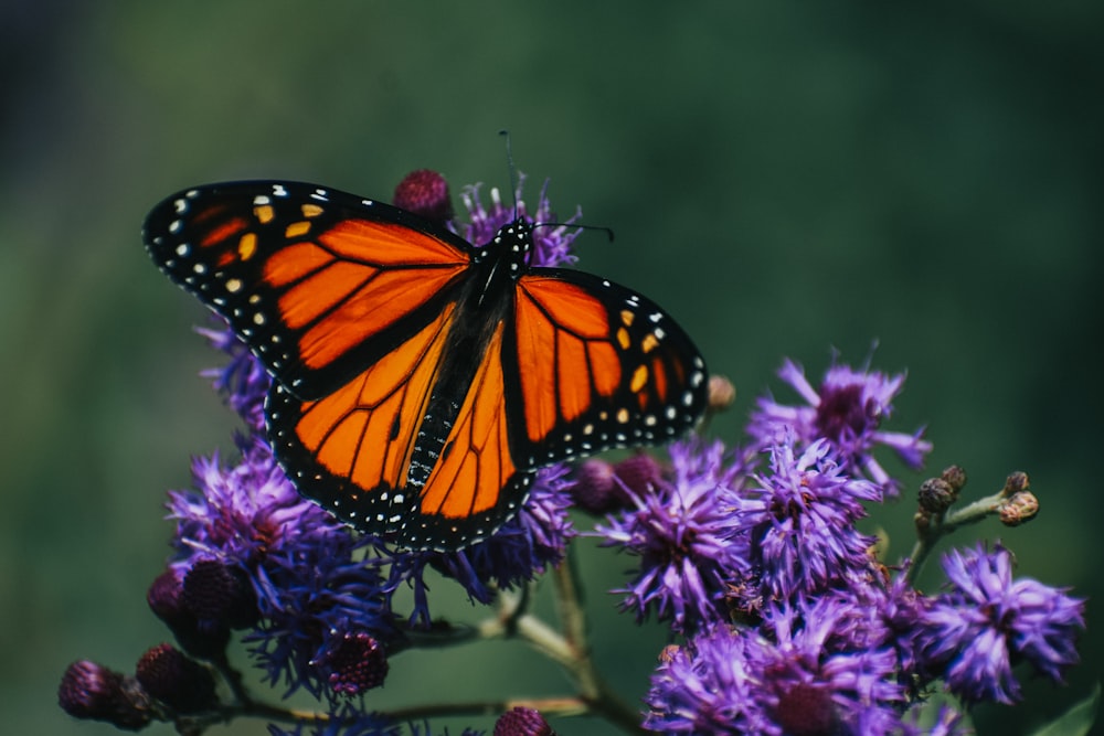 monarch butterfly perched on purple flower in close up photography during daytime