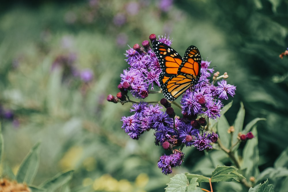 monarch butterfly perched on purple flower in close up photography during daytime