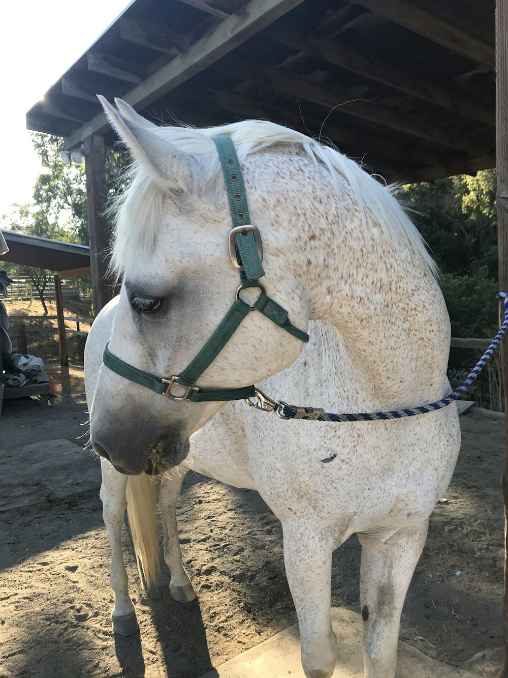 white horse with brown leather strap