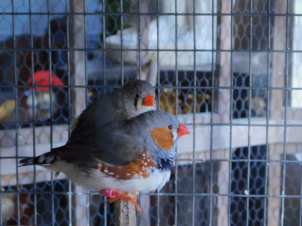gray and orange bird on cage
