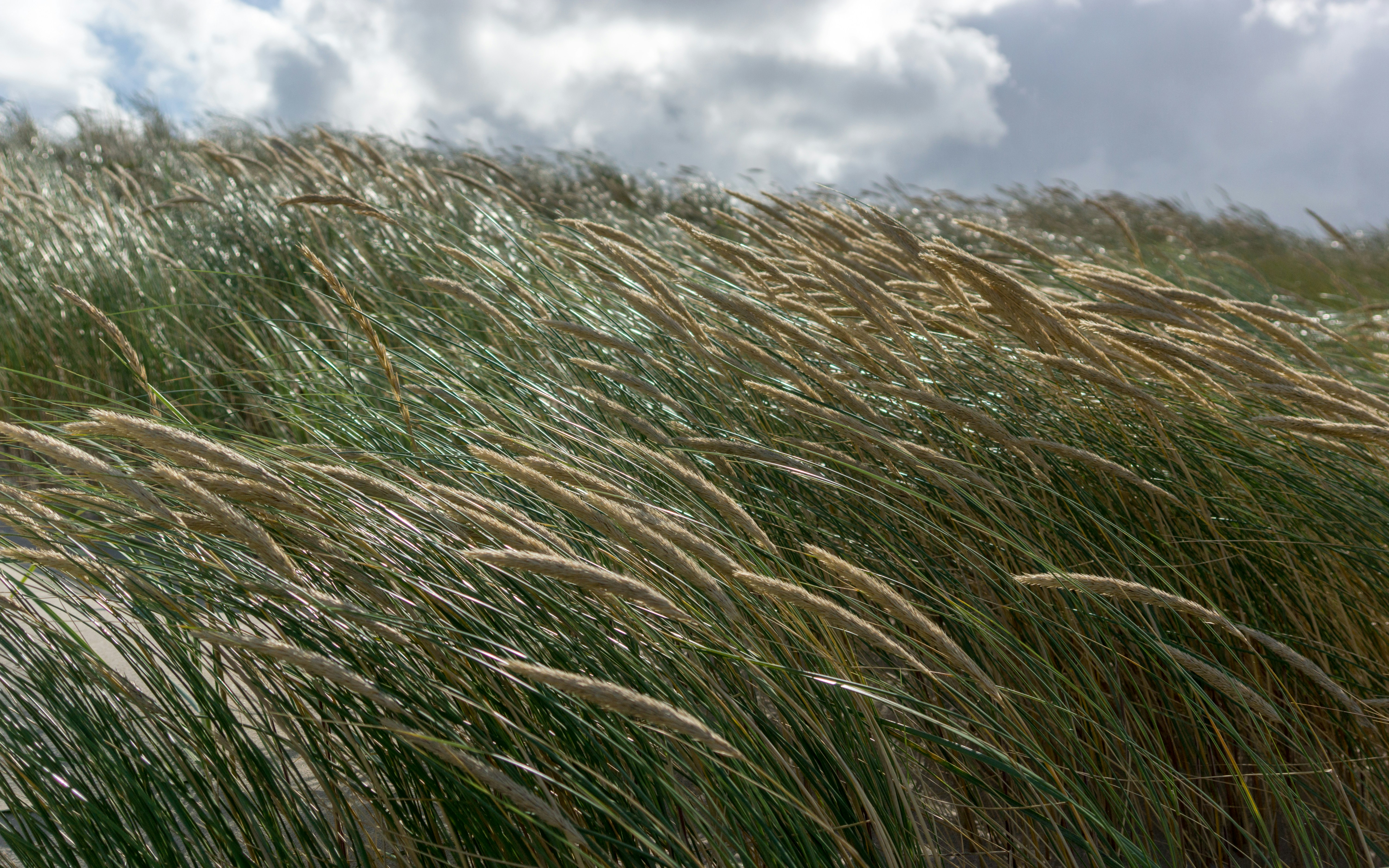 green grass field under white clouds during daytime
