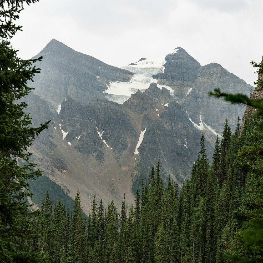 green pine trees near mountain during daytime