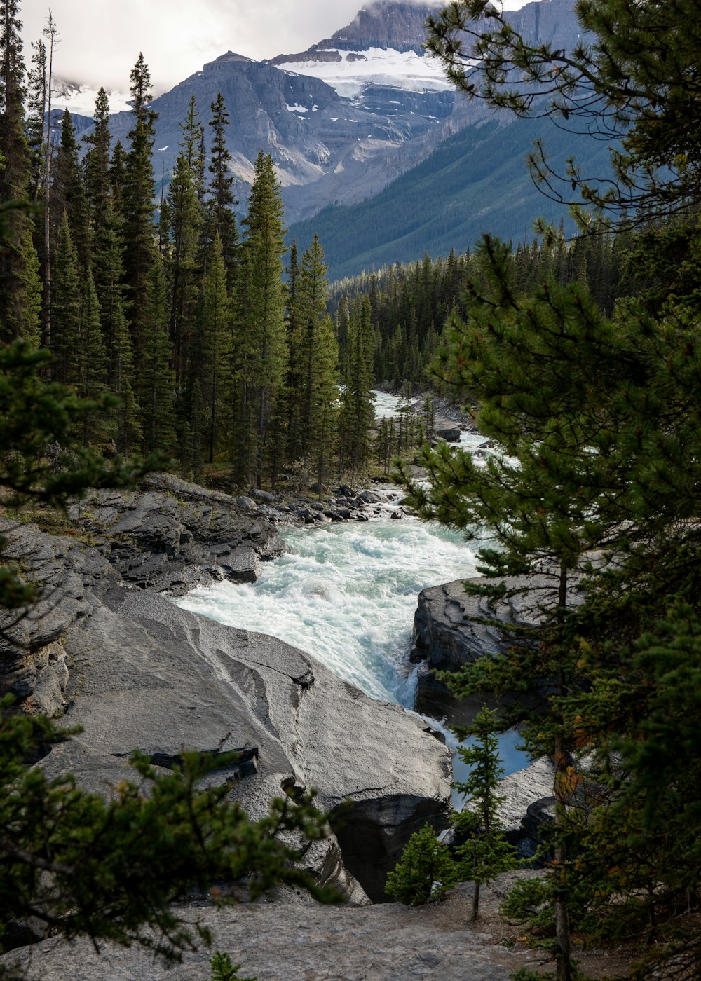 green pine trees near river during daytime