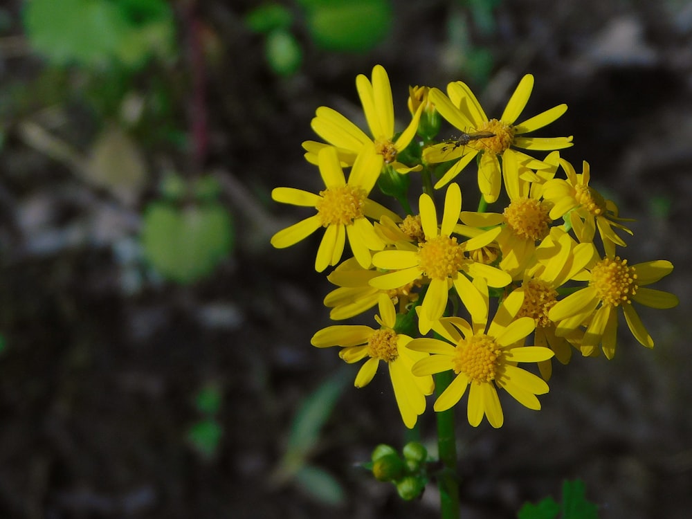 yellow flower in tilt shift lens