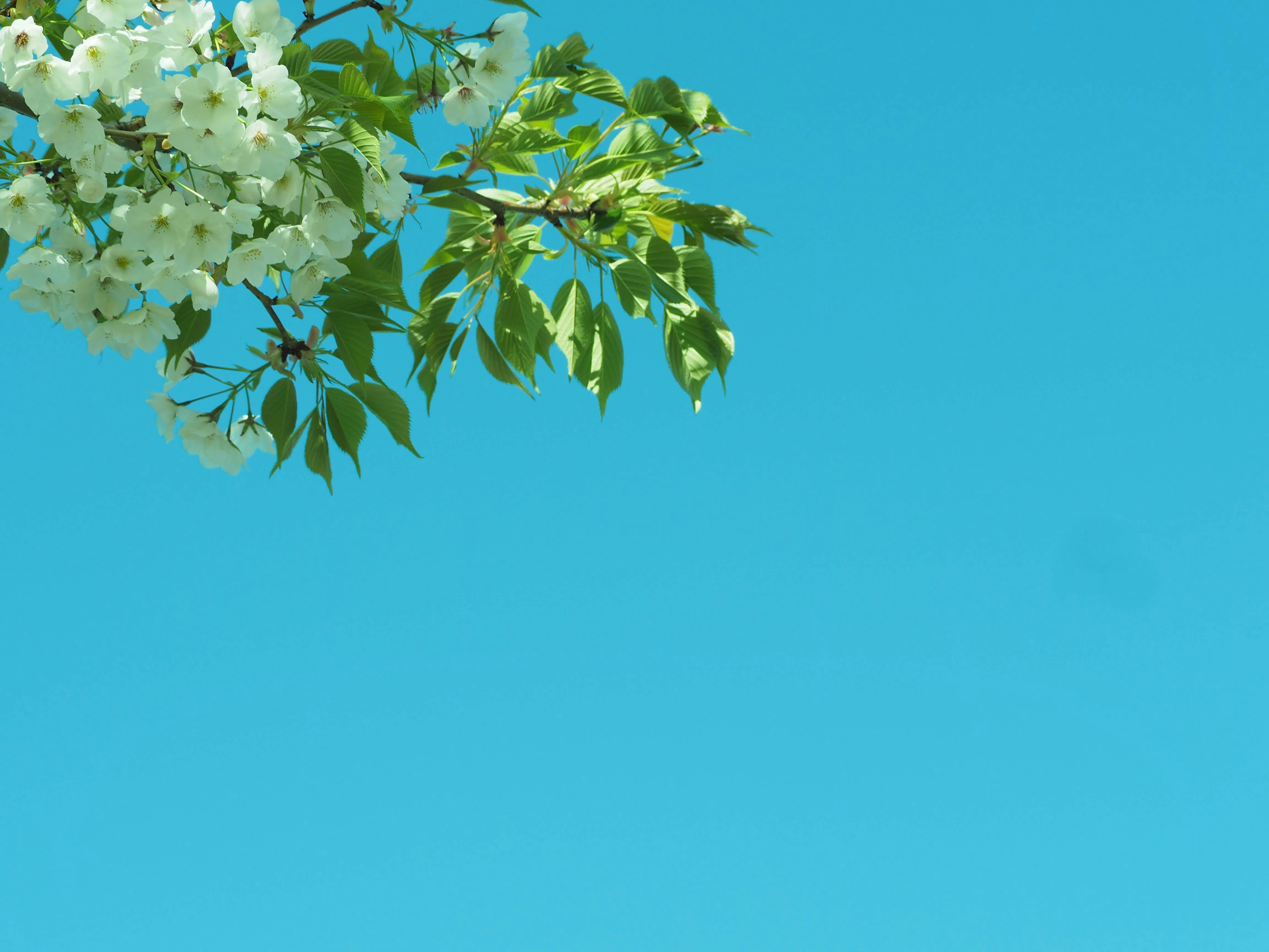 white cherry blossom under blue sky during daytime