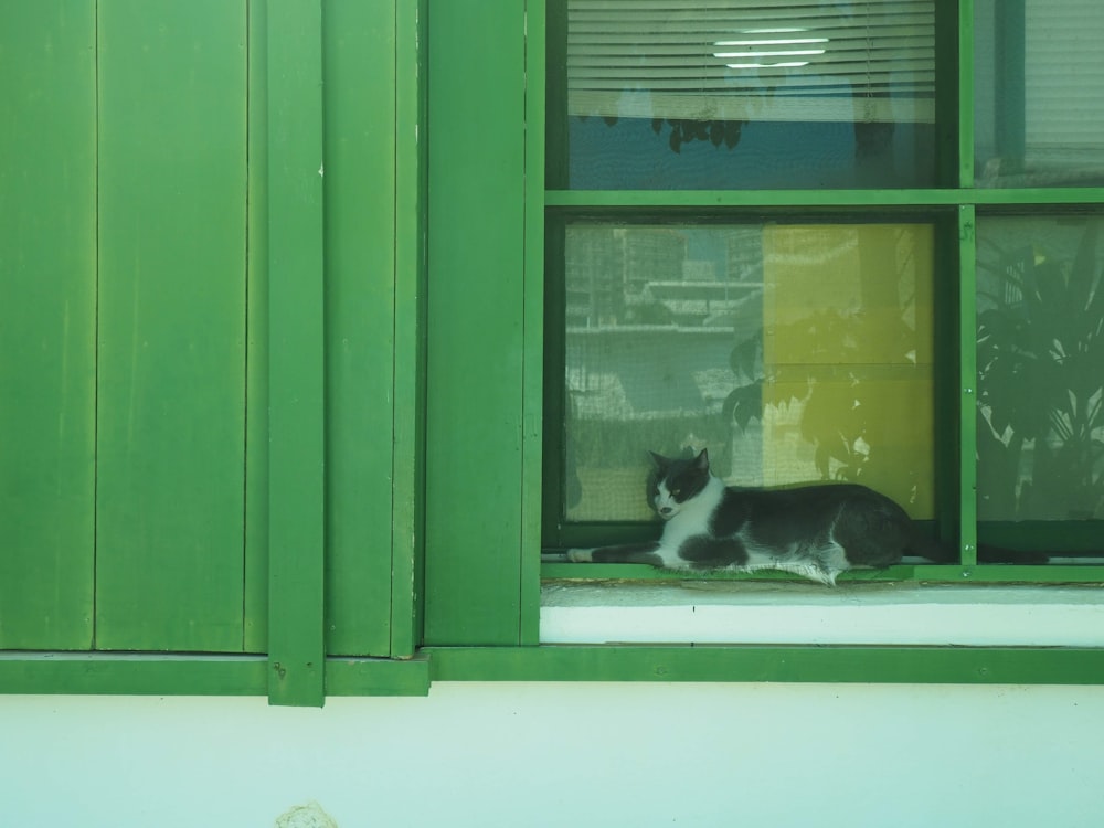 black and white cat on window