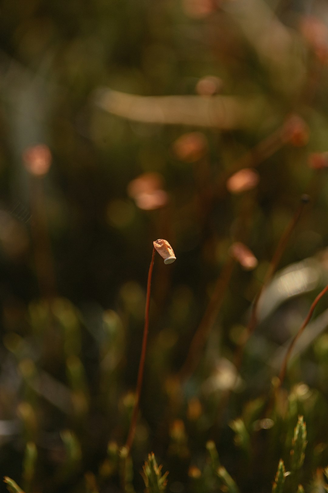 white and brown flower bud in tilt shift lens