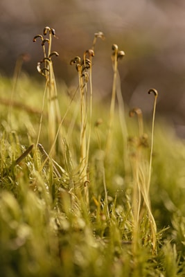 Tall, delicate moss stems with small capsule-like tops emerging amidst a lush carpet of vibrant green moss. The background is softly blurred, enhancing the focus on the slender stems and creating a sense of depth.