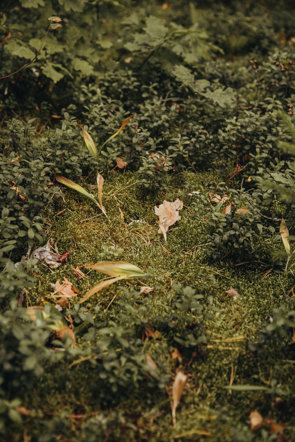 brown dried leaves on green grass