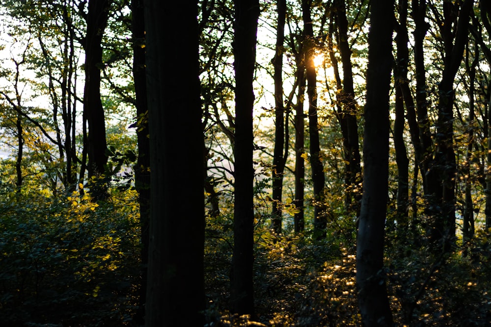 green trees under sunny sky