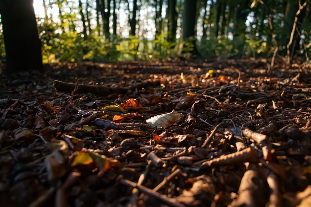 brown dried leaves on ground