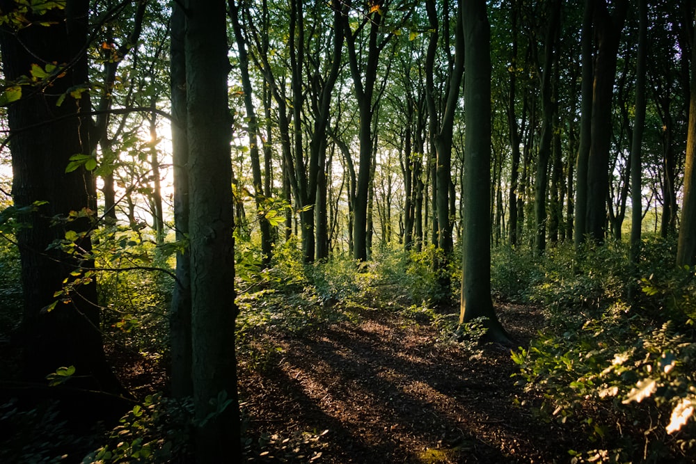 arbres verts sur sol brun pendant la journée