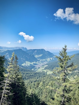 green pine trees on mountain under blue sky during daytime