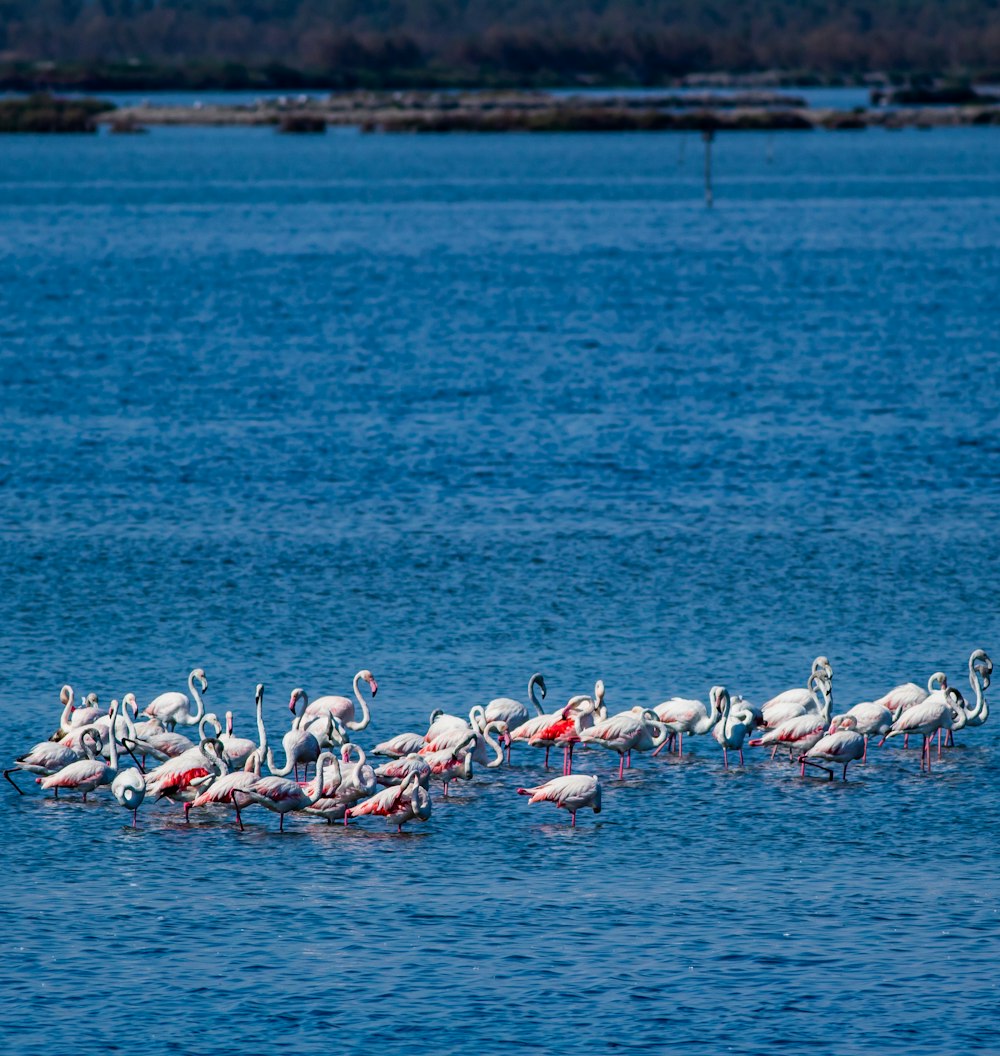 flock of white birds on water during daytime