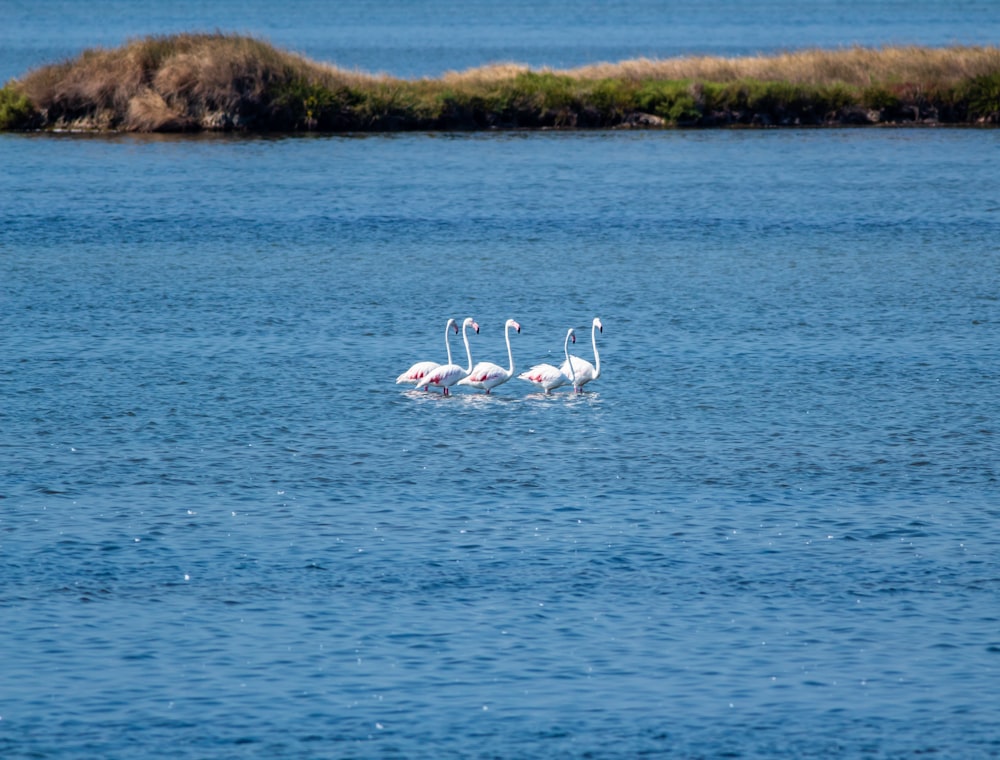 white swan on blue sea during daytime