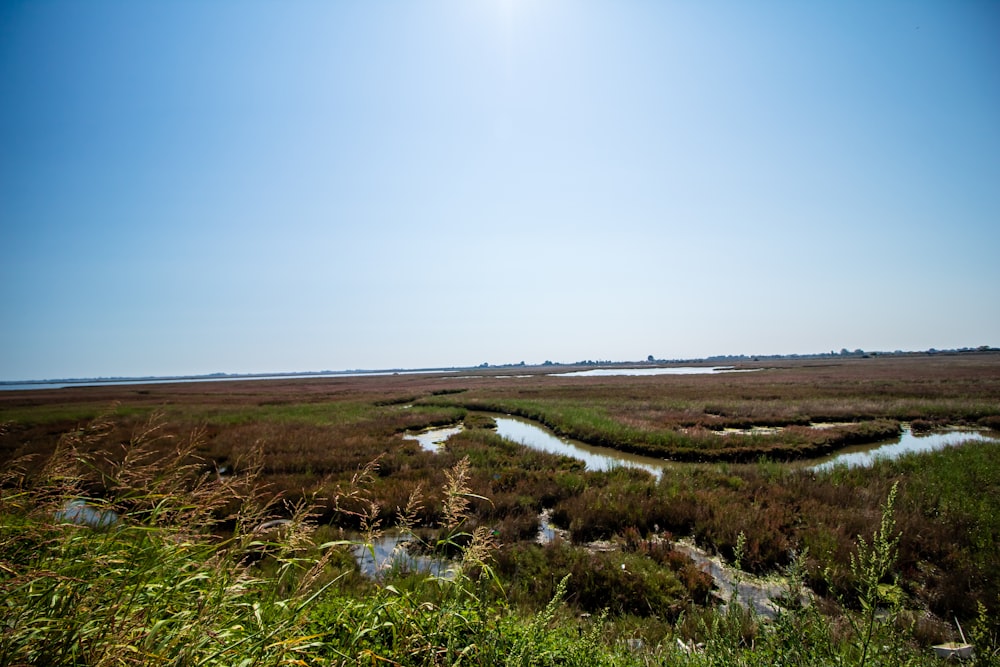 green grass field under blue sky during daytime