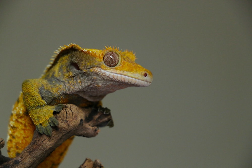 lagarto verde y amarillo sobre madera marrón