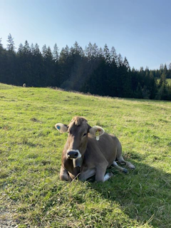 Brown cow resting peacefully on lush green pasture under a clear blue sky