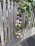 A weathered, rustic wooden fence with pointed tops stands in front of a lush growth of pink azalea flowers. Ivy vines climb and drape around the fence, creating a natural and charming scene. The ground is covered with scattered leaves and stone pavement.