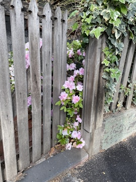 A weathered, rustic wooden fence with pointed tops stands in front of a lush growth of pink azalea flowers. Ivy vines climb and drape around the fence, creating a natural and charming scene. The ground is covered with scattered leaves and stone pavement.