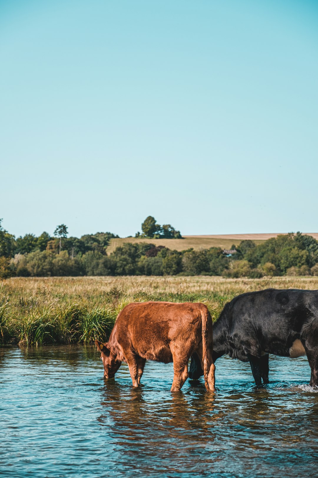 brown cow on green grass field near body of water during daytime