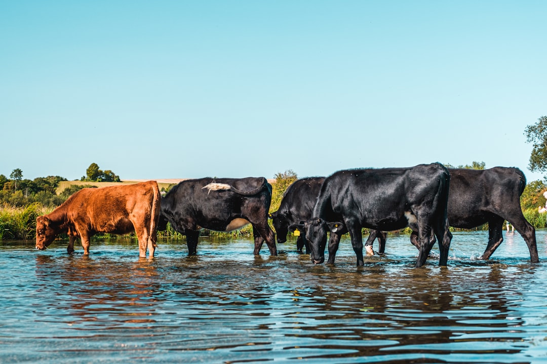 black and brown cows on water