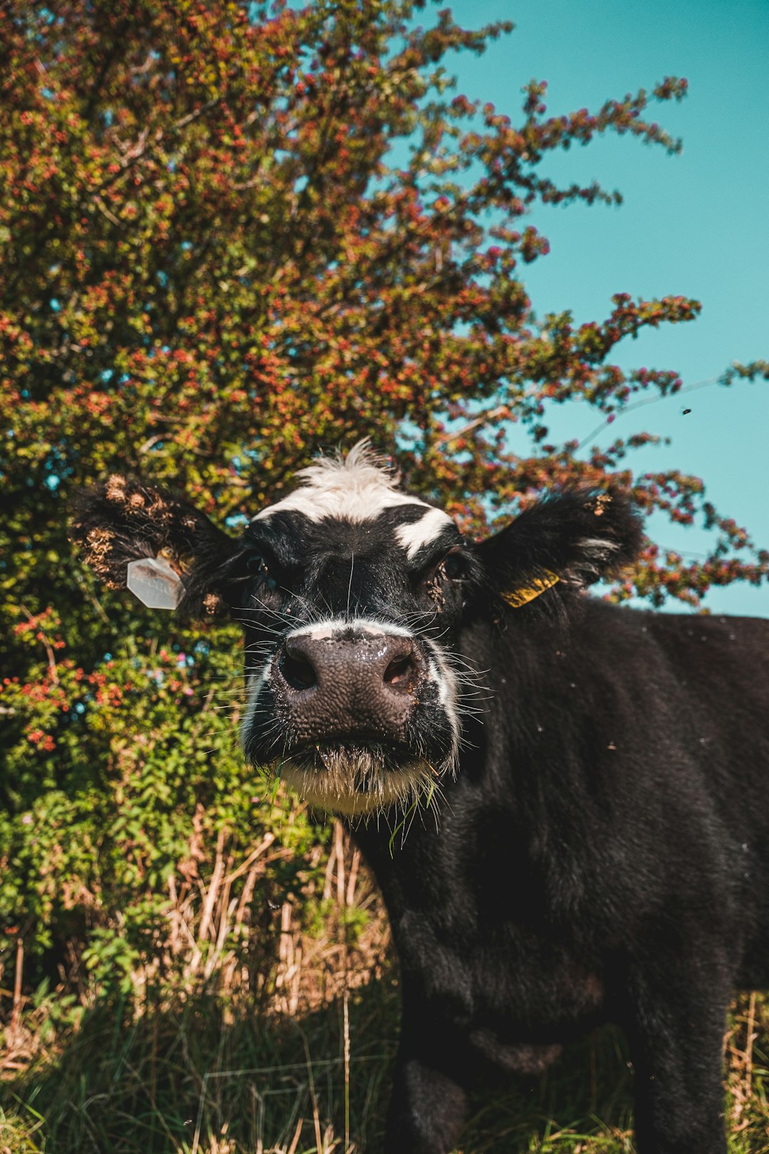 black cow on brown grass field during daytime