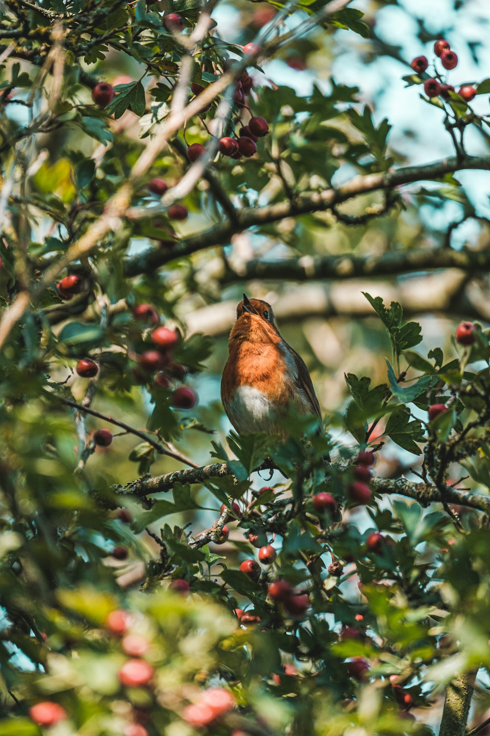 昼間、木の枝にとまる茶色と白の鳥