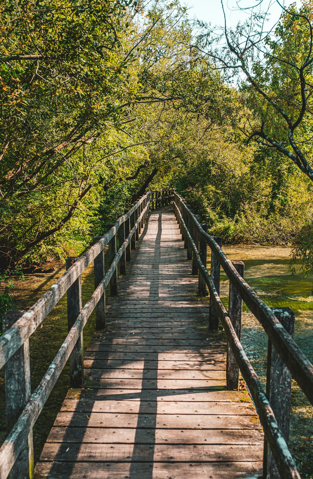 Brown Wooden Bridge In The Middle Of Green Trees Photo Free Green