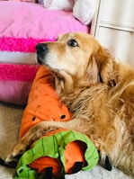 A relaxed golden retriever lies comfortably on an orange plush toy shaped like a carrot. The background features a bed with pink and red accents, adding a colorful and cozy atmosphere to the scene.