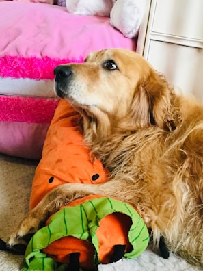 A relaxed golden retriever lies comfortably on an orange plush toy shaped like a carrot. The background features a bed with pink and red accents, adding a colorful and cozy atmosphere to the scene.