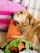 A joyful golden retriever resting on a soft, plush pet bed with a chew toy nearby.