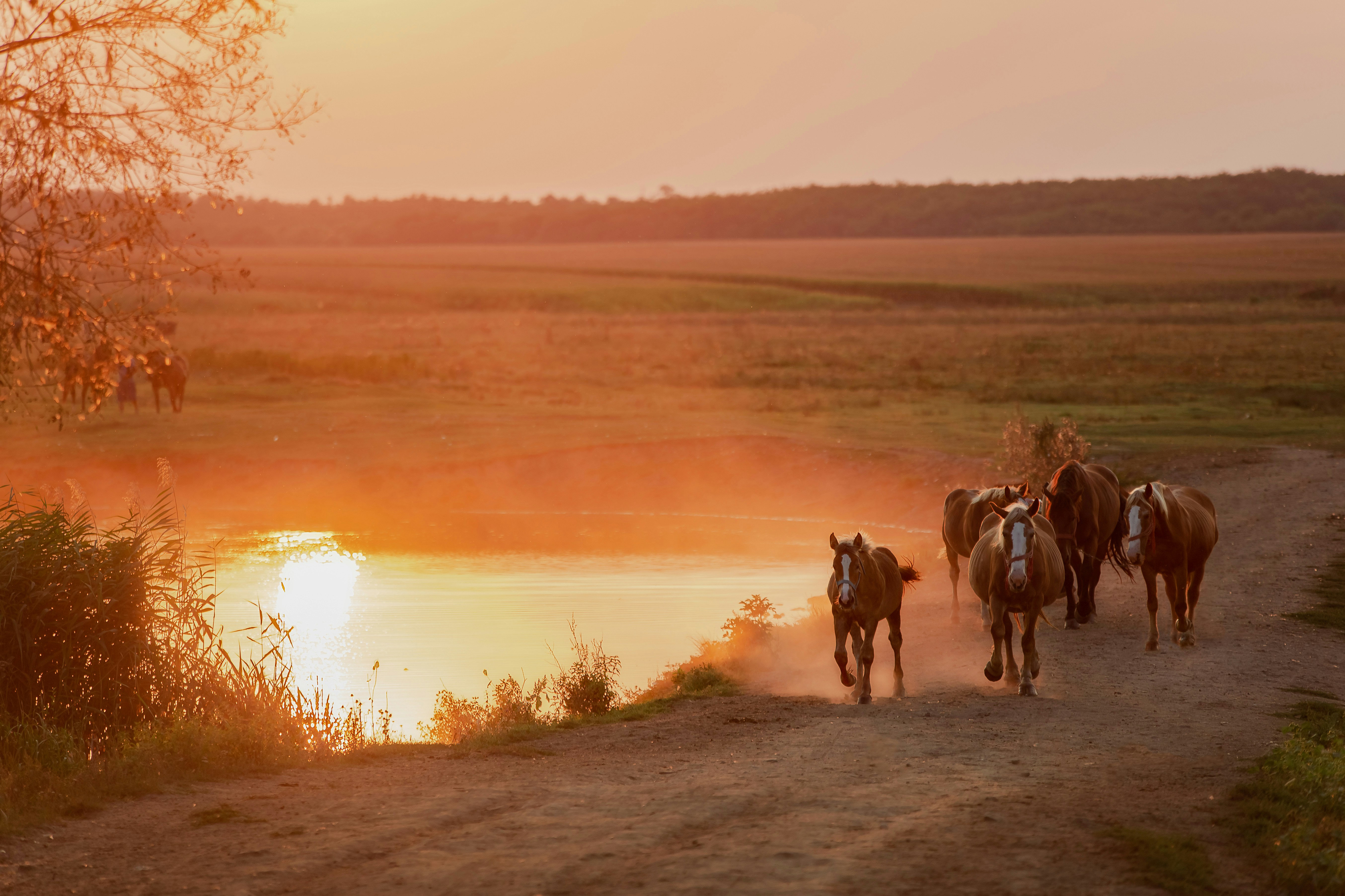 Paarden in galop, herfstlandschap achtergrond.