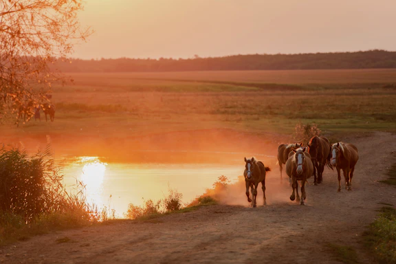A serene horse stable at sunset with riders preparing for a gallop.
