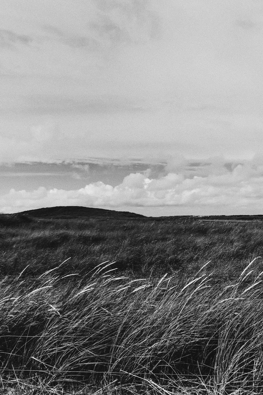 grayscale photo of grass field