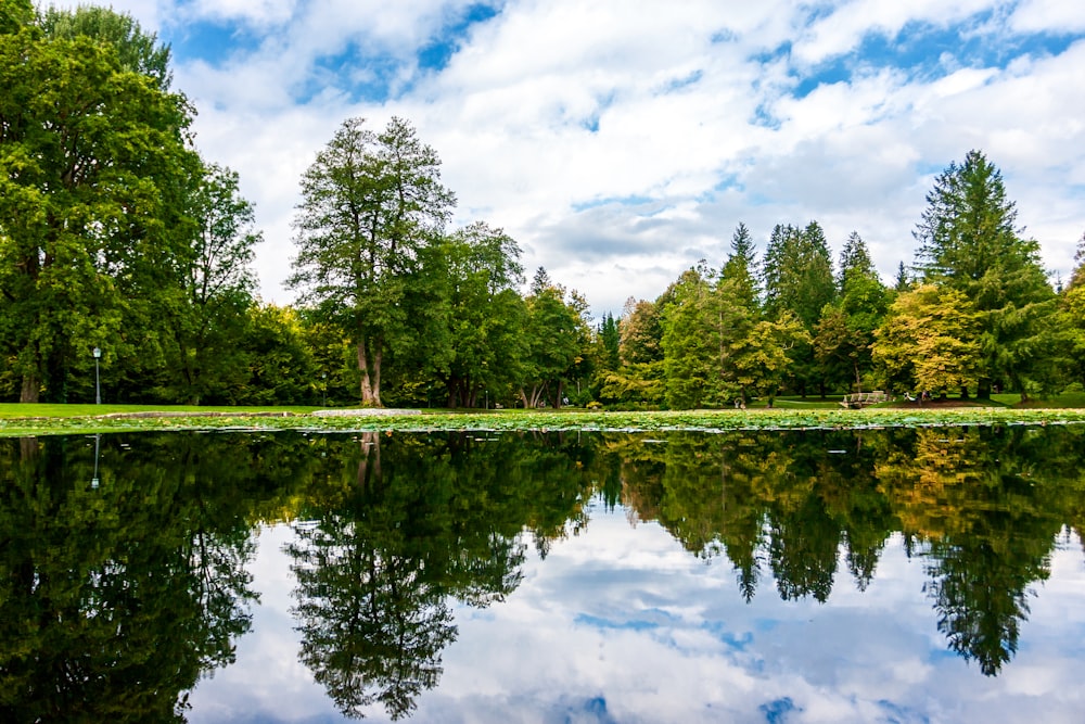 green trees beside lake under blue sky during daytime