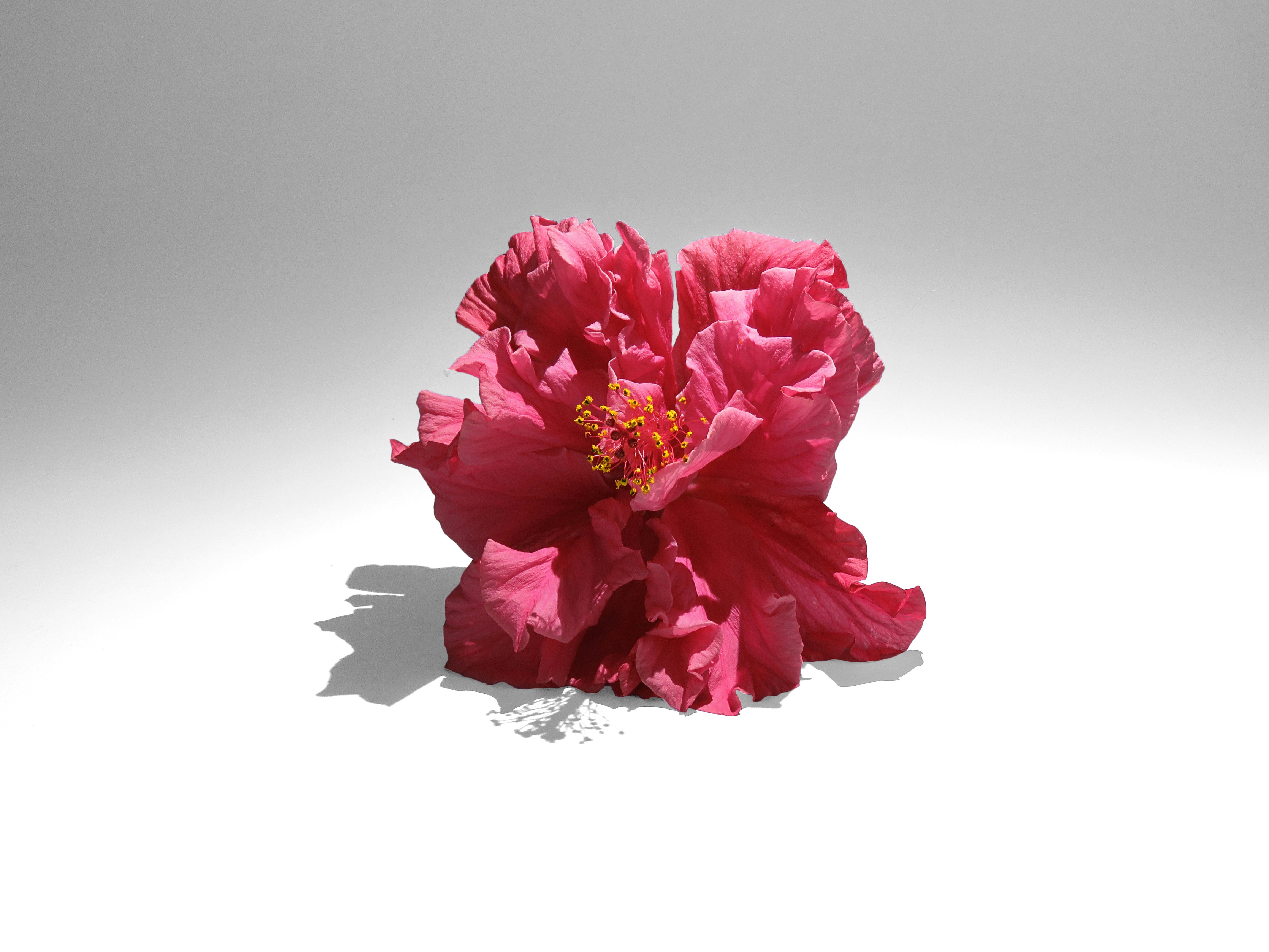 Need a color wallpaper? Unsplash has every color, style, and aesthetic you can image, and all of our photos are free to use for all!