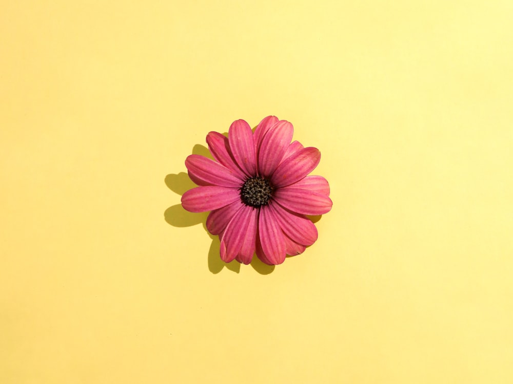 pink flower in full bloom