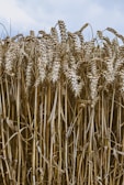 A farmer inspecting a field of ripe wheat.