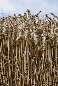 A farmer inspecting a field of ripe grains under a clear blue sky.