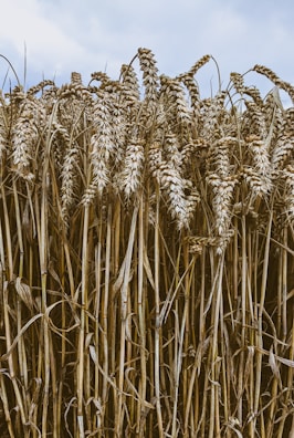 A farmer inspecting a field of ripe wheat.
