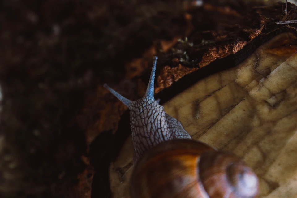 The image shows a close-up view of a snail with its shell facing upwards, revealing its intricate patterns and textures. The snail is situated on a piece of wood that has a brown hue, providing a natural backdrop to the scene. The background appears to be a dark green color, possibly due to moss or other vegetation.