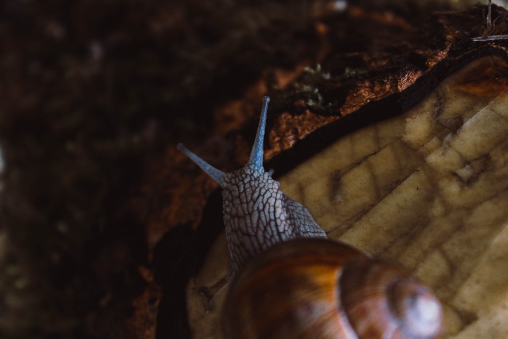 brown snail on brown wood