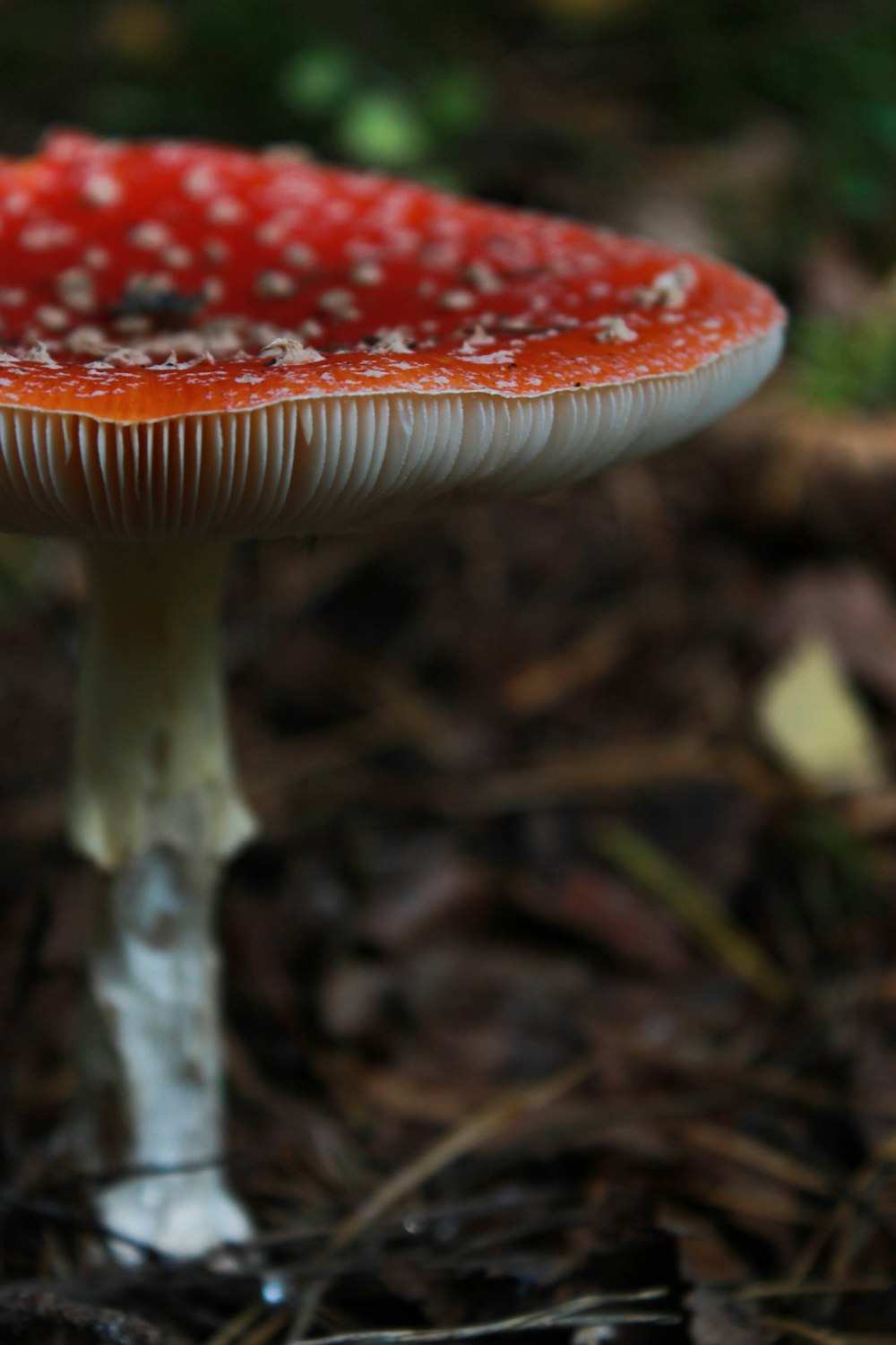 red and white mushroom in close up photography