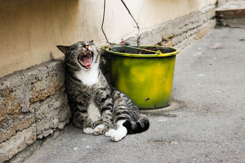 silver tabby cat on yellow bucket