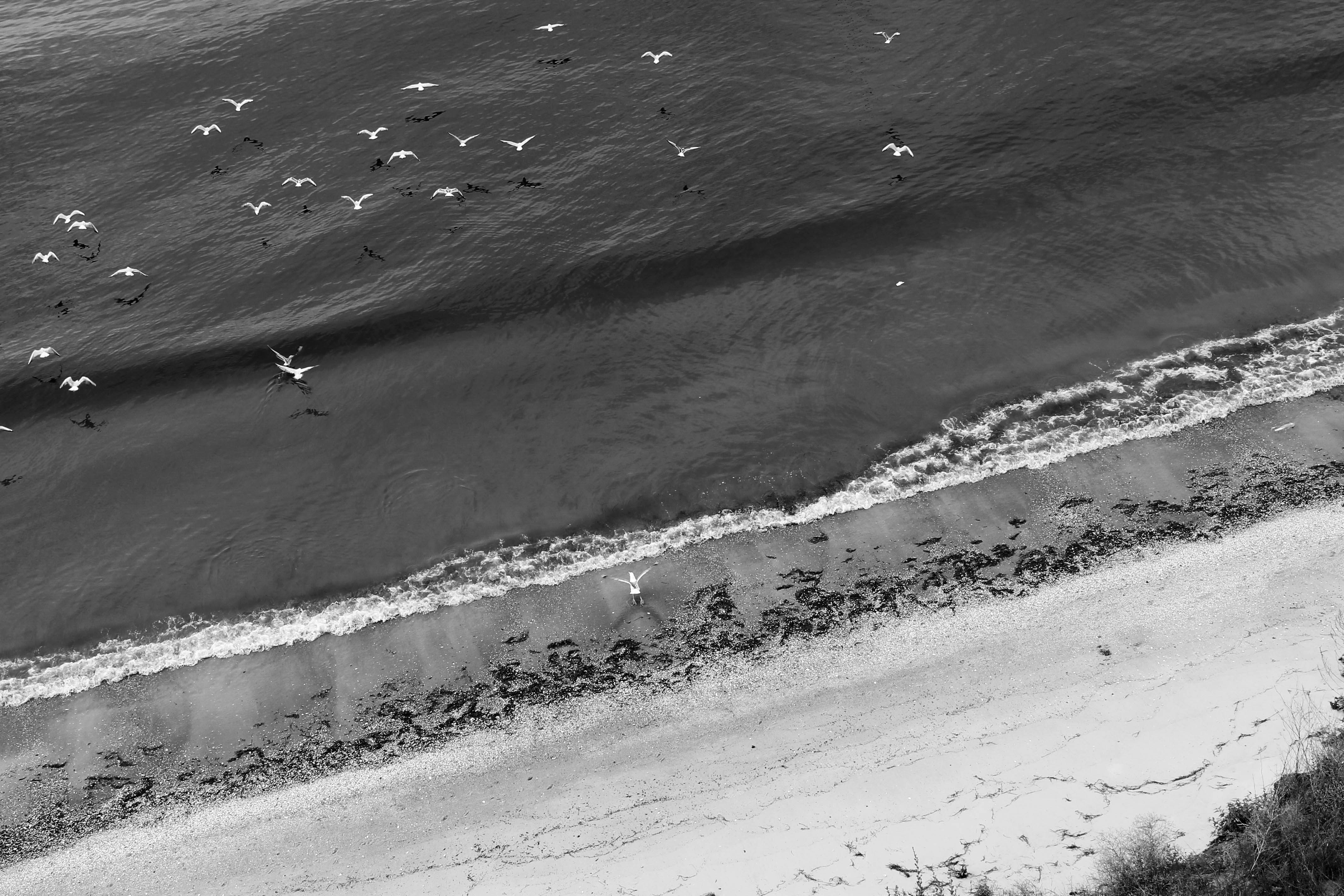 birds flying over the sea waves