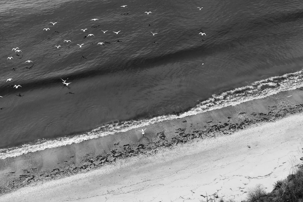 uccelli che volano sulle onde del mare