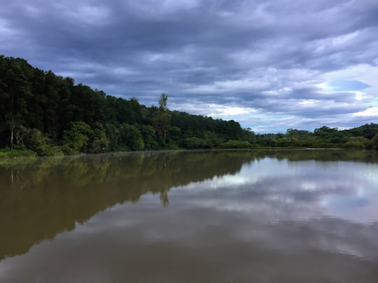 green trees beside river under cloudy sky during daytime in São Carlos Brasil