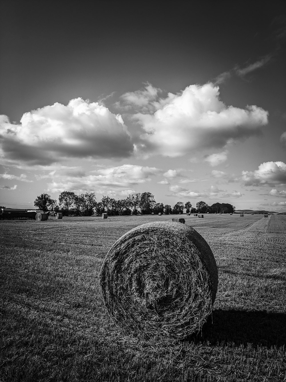 grayscale photo of rolled hays