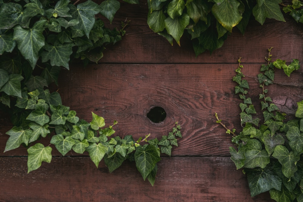 green leaves on brown wooden surface